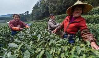 西湖龙井明前茶 西湖龙井明前茶