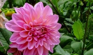 优雅的名字 优雅的名字